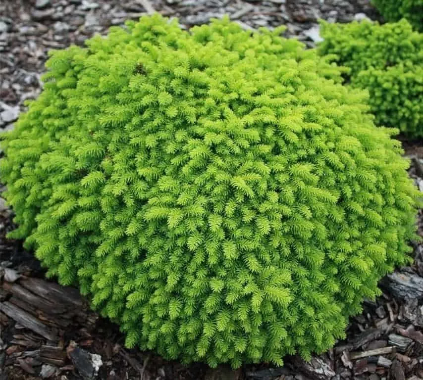 Törpe Gömb Lucfenyő 10-20cm „Picea Abies Little Gem”