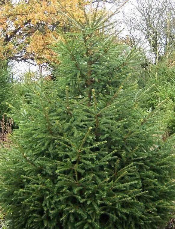 Közönséges Lucfenyő 30cm „Picea Abies”