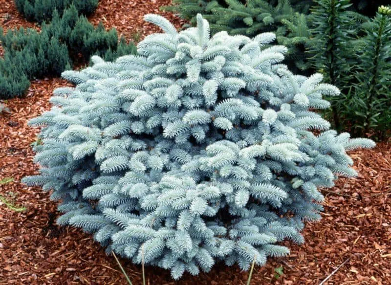 Törpe Gömb Ezüstfenyő 30cm „Picea Pungens Glauca Globosa”