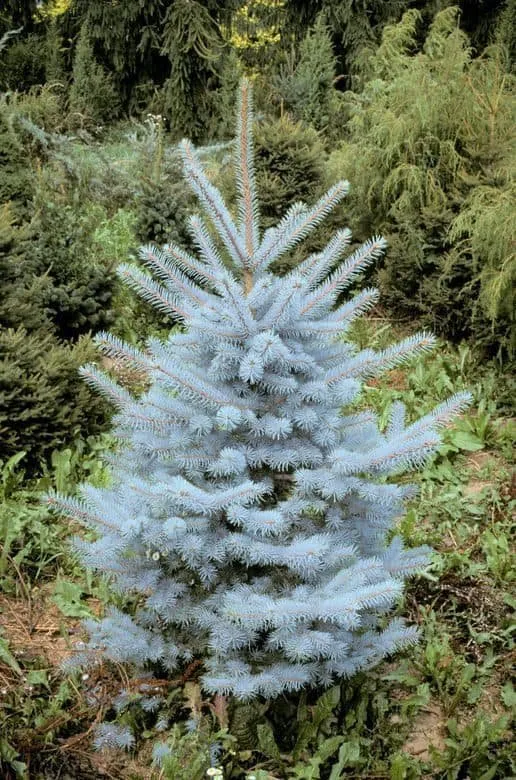 Ezüstfenyő „Edit” 30cm „Picea Pungens”