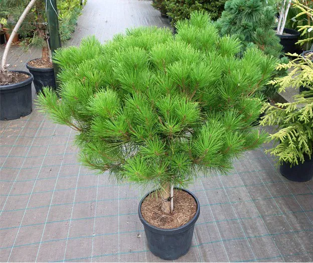 Japán Erdeifenyő „Alice Verkade” 60cm „Pinus Densiflora”