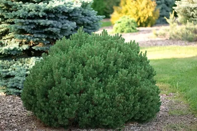 Havasi Törpefenyő 30cm „Pinus mugo Pumilio”