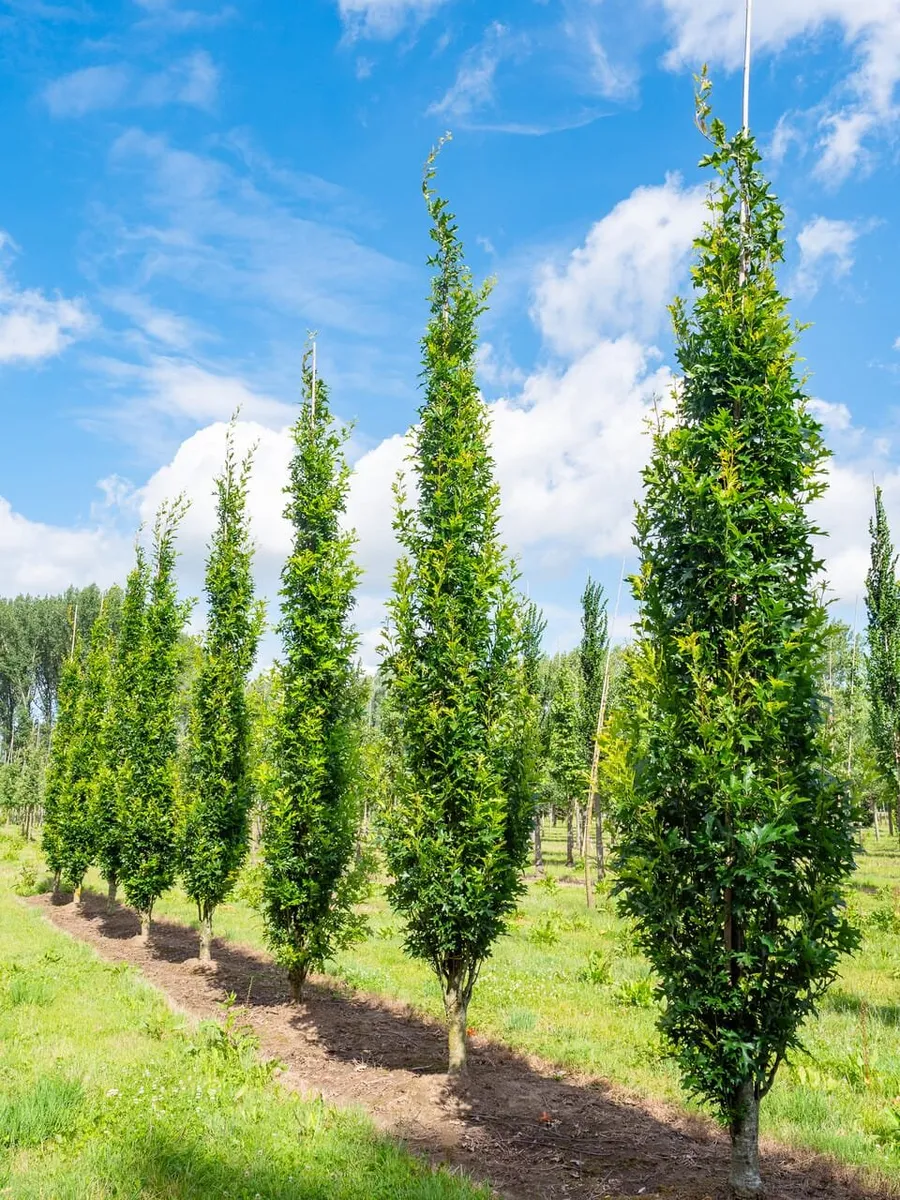 Oszlopos Mocsári tölgy „Green Pillar” 100cm „Quercus palustris”