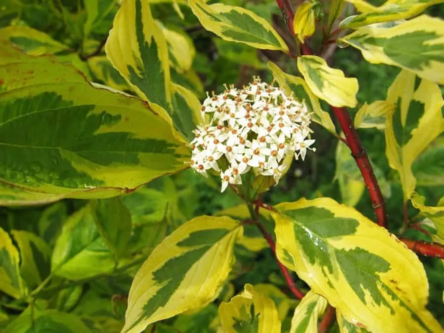 Rózsaszín Sárga Tarka Som 30-40cm „Cornus alba Gouchaltii”