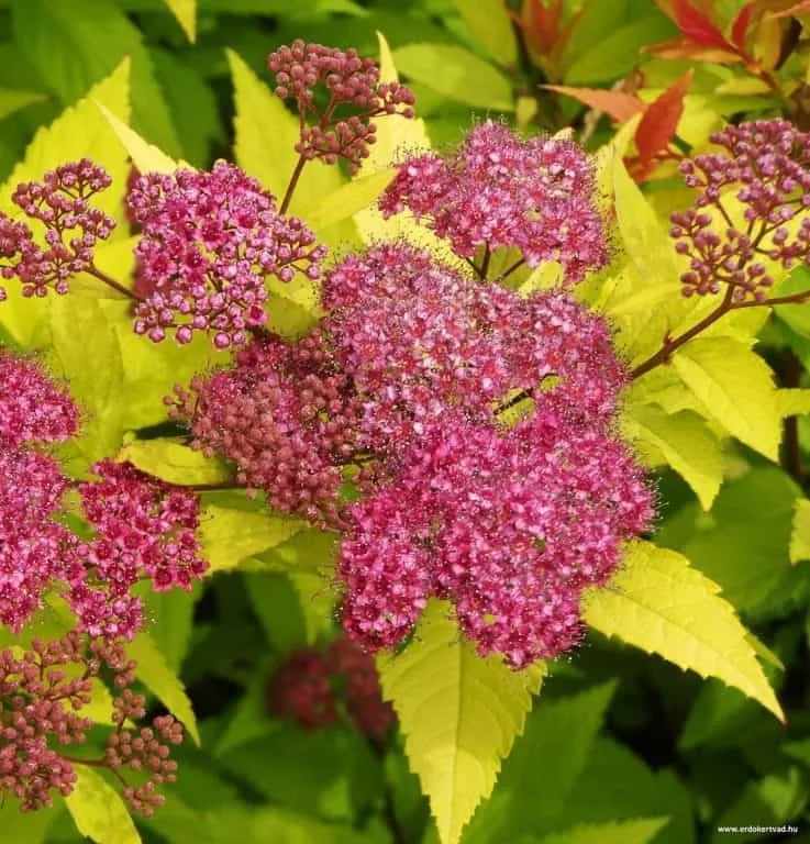 Arany levelű törpe gyöngyvessző 20-30cm „Spiraea japonica Golden Princess”