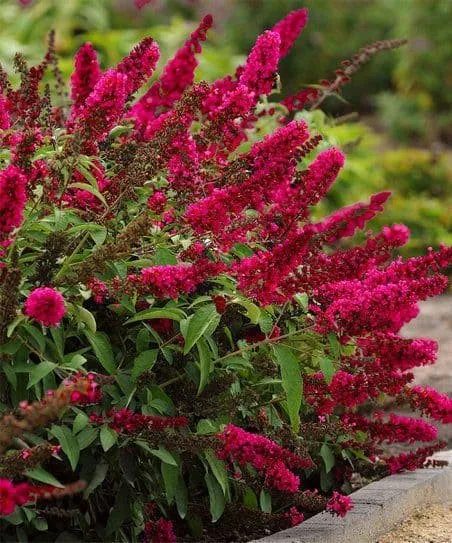 Nyári Orgona „Royal Red” PIROS 30-40cm „Buddleia davidii”