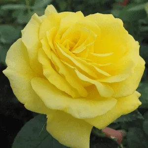 Tearózsa „Sunblest” 30cm Sárga