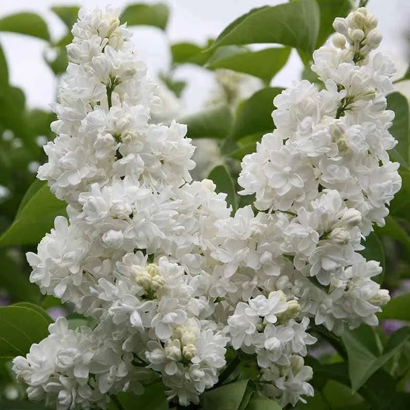 Orgona „Mme Lemonie” FEHÉR 30-40cm „Syringa vulgaris”