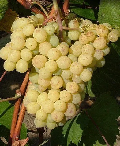 Csemegeszőlő „Szőlőskertek Királynője” 30-50cm