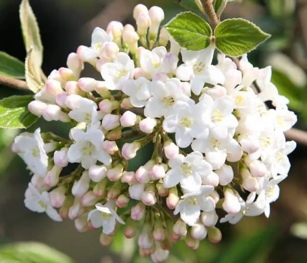 Tavaszi Bangita 30cm „Viburnum Burkwoodii”