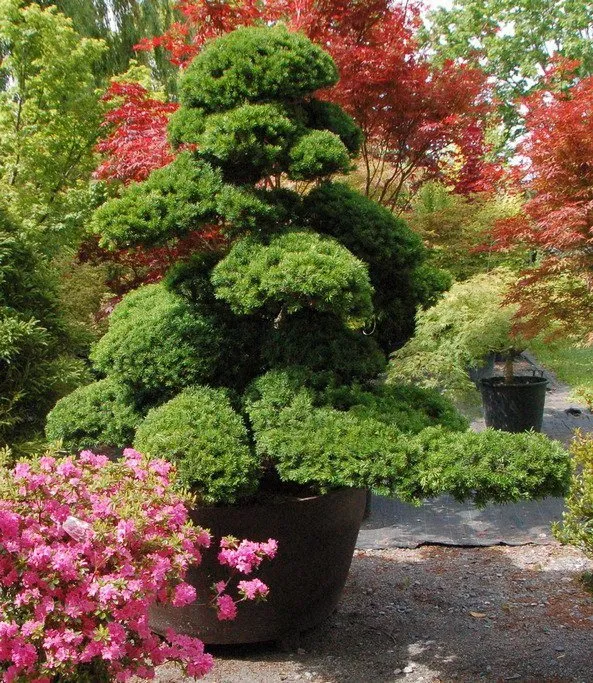 Japán Tiszafa 30cm „Taxus cuspidata”