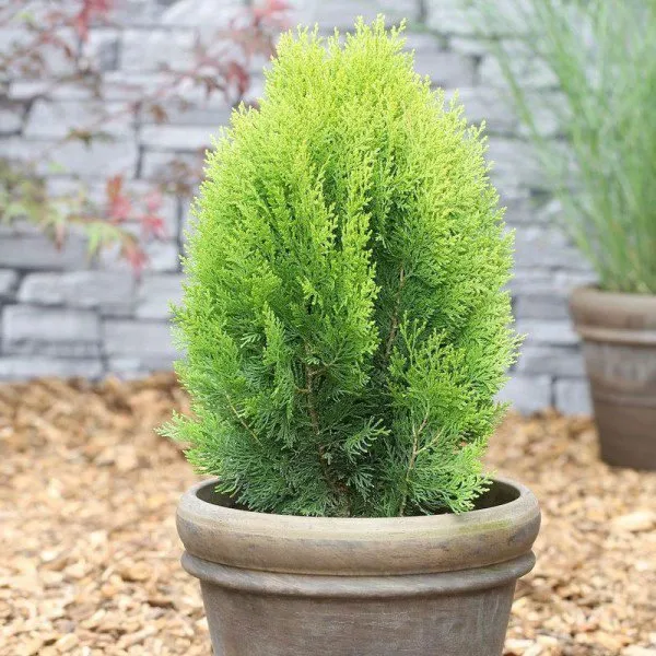 Törpe tuja ARANY 20cm „Thuja Occidentalis Aurea Nana”