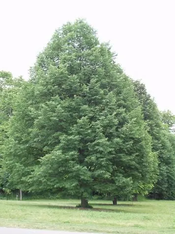 Ezüst Hárs 150 cm „Tilia tomentosa”