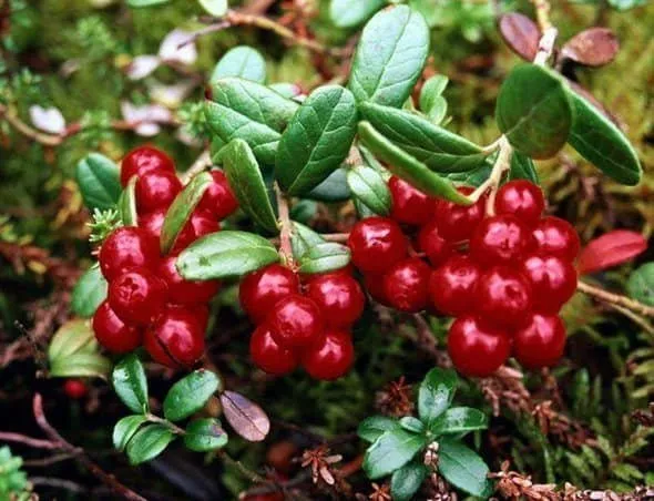 Vörös áfonya „Miss Cherry” 30-40cm „Vaccinium vitis-idaea Miss Cherry”
