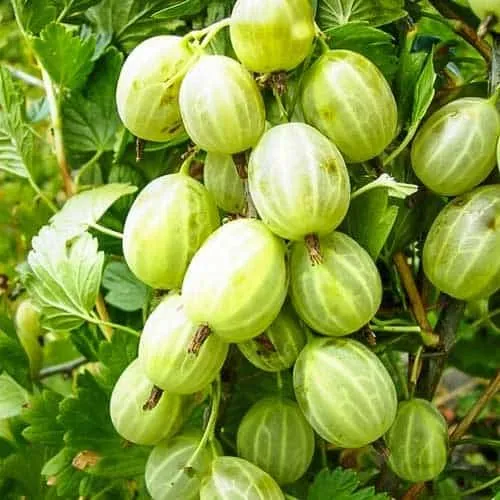 Egres „Hinomaki Gron” 30-40cm „Ribes uva-crispa” Bokros