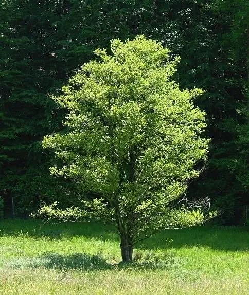 Közönséges Kutyabenge 180 cm „Frangula alnus”
