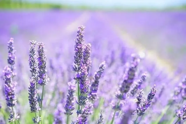 Közönséges Levendula 10cm „Lavandula angustifolia”