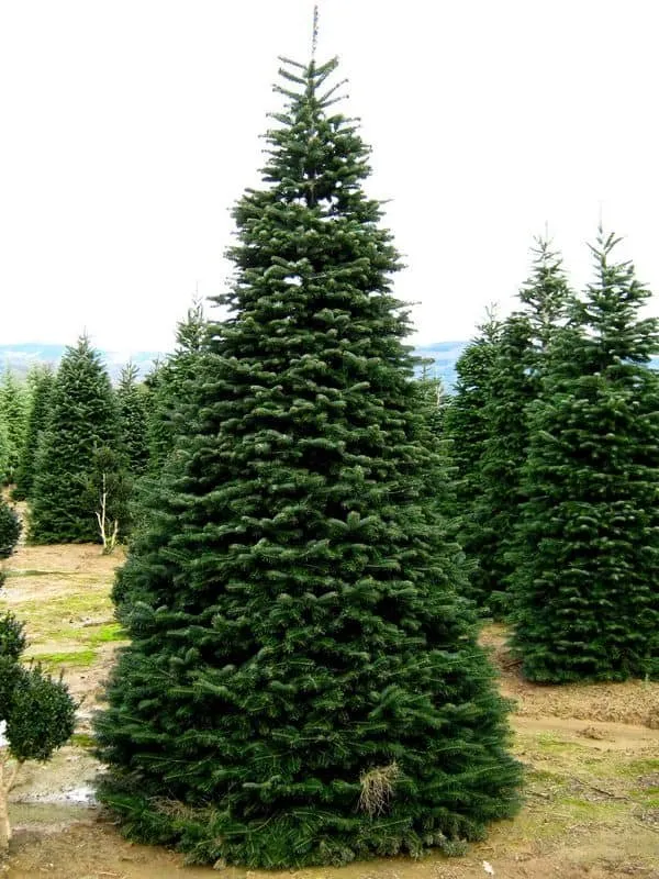 Nordmann fenyő 30cm Kakukázusi Jegenyefenyő „Abies nordmanniana”