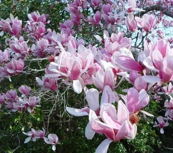 Magnolia „Alexandrina” 180 cm Liliomfa csemete