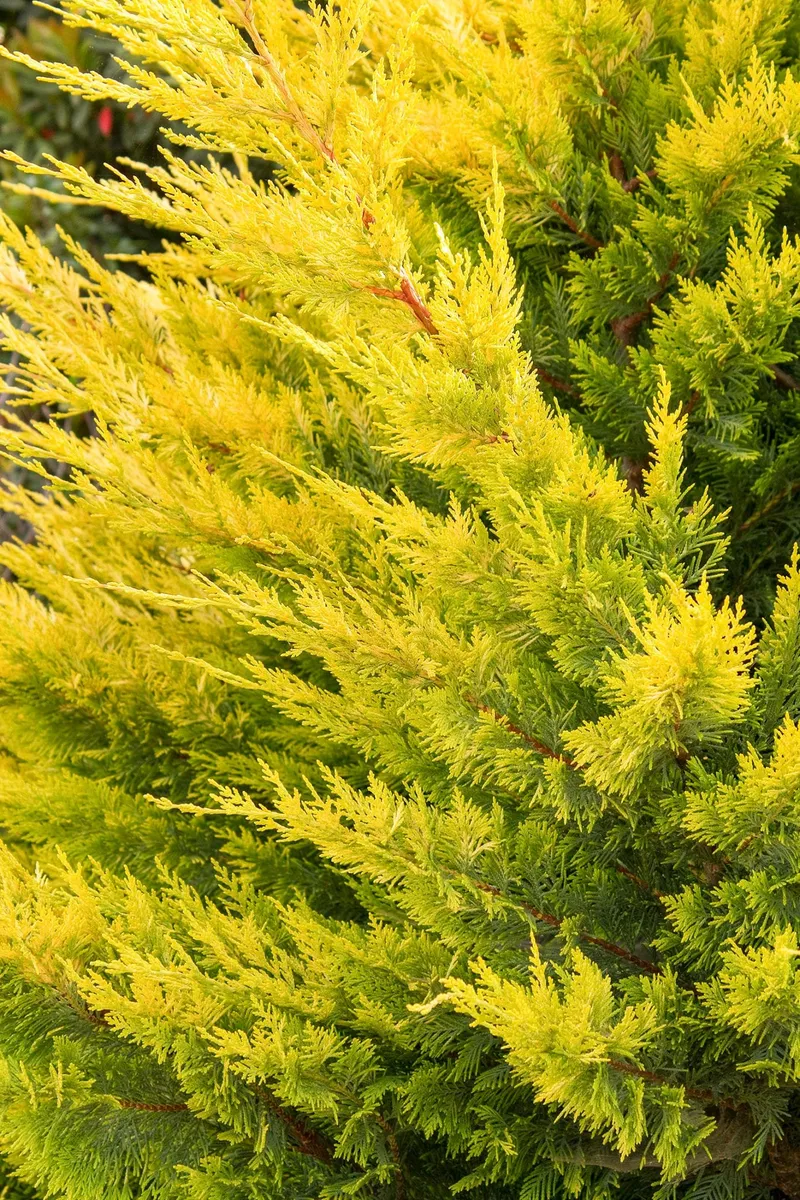 Arany leylandi ciprus „Gold Rider” 60-80cm „Cupressocyparis leylandii”