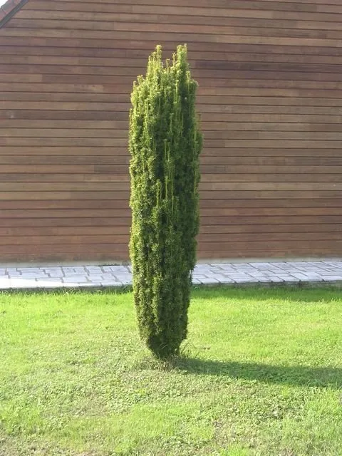 Aranysárga szegélyű oszlopos tiszafa 100cm „Taxus Baccata Fastigiata Davidii”