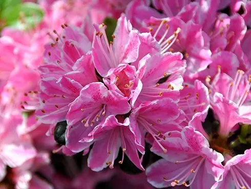 Azálea „Kermesina” Rózsaszín 30-40cm „Azalea Japonica Kermesina”