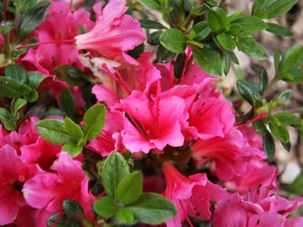 Azálea „Michiko” Sötét rózsaszín 30-40cm „Azalea Japonica”