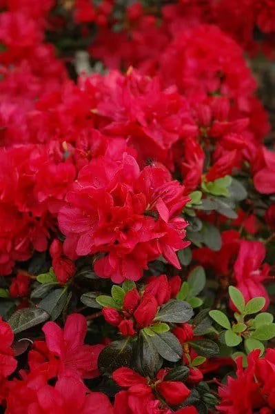Azálea „Moederkensdag” Piros 30-40cm „Azalea Japonica”