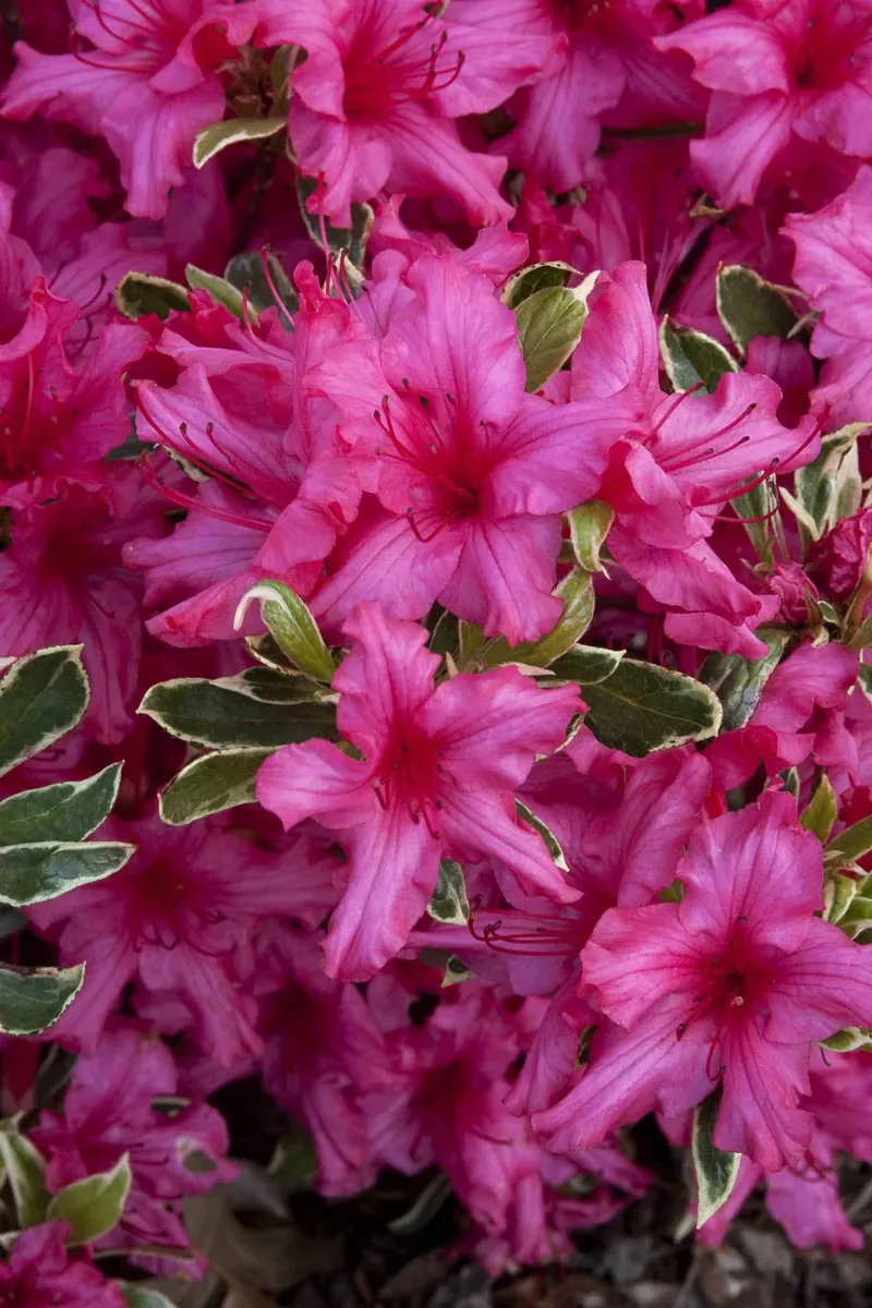 Azálea „Silver Sword” Tarka levelű Rózsaszín 30-40cm „Azalea Japonica”