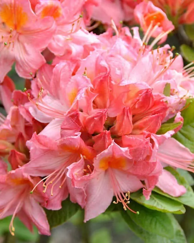 Azálea „Pink Delight” Rózsaszín 30-40cm „Azalea Mollis”