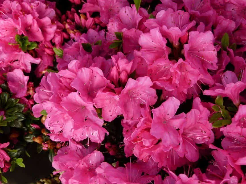 Azálea „Anne Frank” Lilás-rózsaszín 30-40cm „Azalea Japonica”