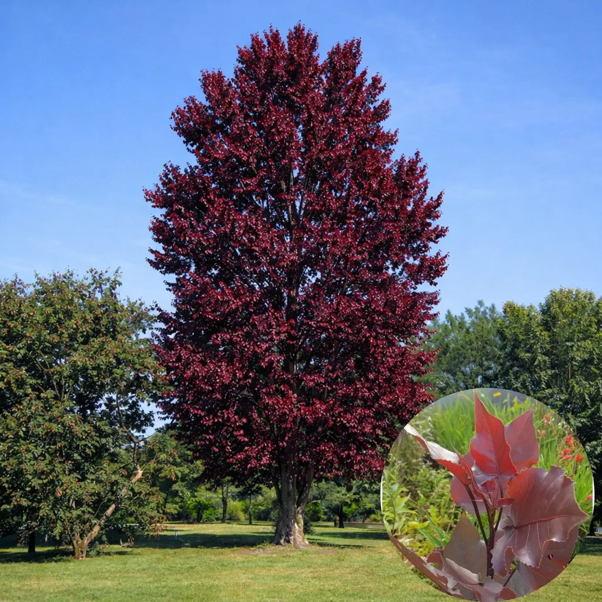 Bordó levelű nyárfa „Purple Tower” 50 cm „Populus deltoides”