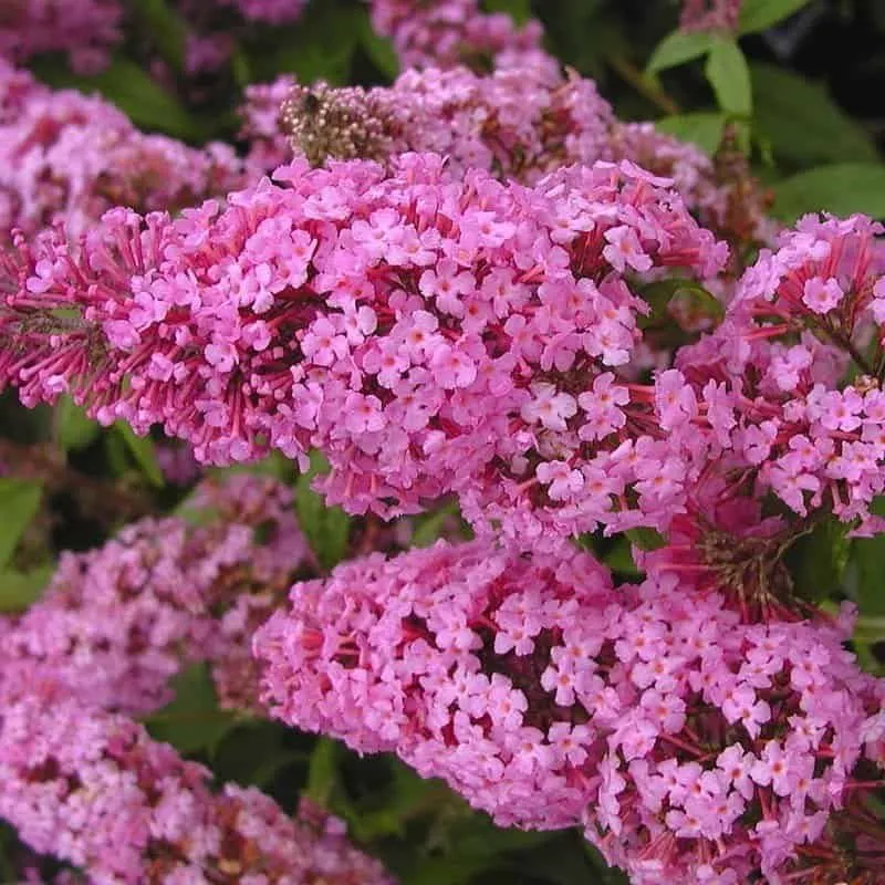 Nyári Orgona „Pink delight” RÓZSASZÍN 30-40cm „Buddleia davidii”