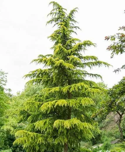 Sárga Himalájai Cédrus 100cm „Cedrus Deodara Aurea”