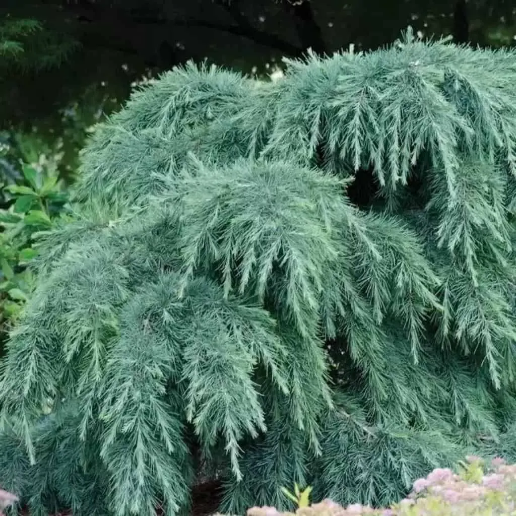 Kék terülő Himalájai Cédrus 30cm „Cedrus Deodara Feelin Blue”