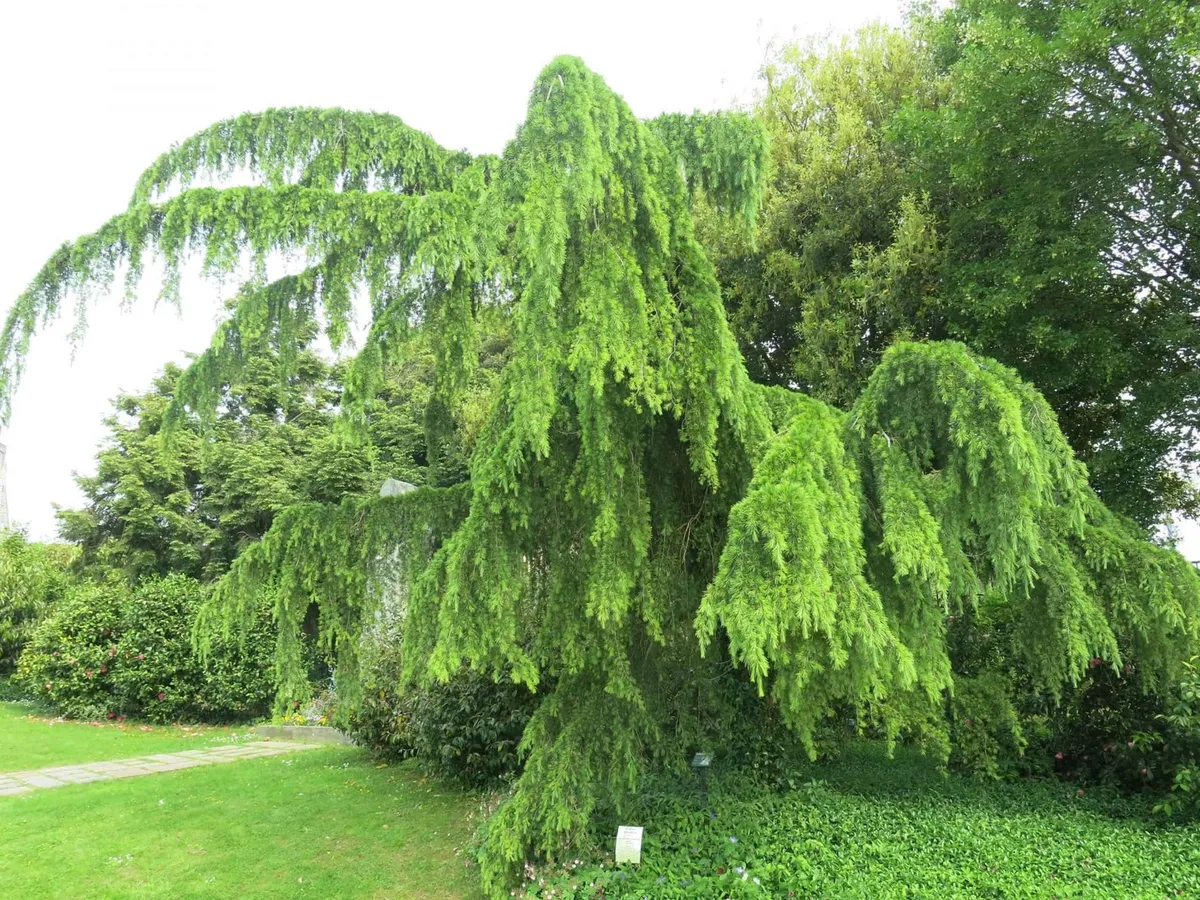 Csüngő Himalájai Cédrus 30cm „Cedrus Deodara Pendula”