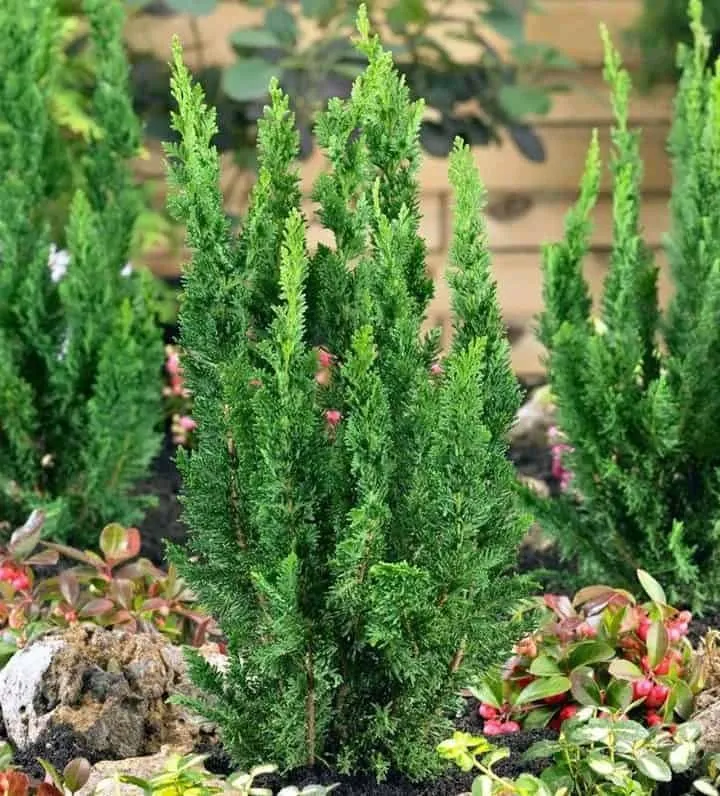 Csavart ágú Oregoni hamisciprus „Little Spire” 30cm „Chamaecyparis lawsoniana Little Spire”
