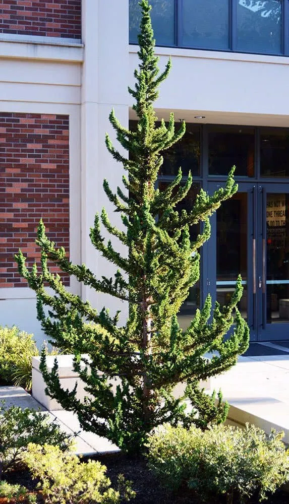 Oregoni hamisciprus „Wisselii” 30cm „Chamaecyparis lawsoniana Wisselii”