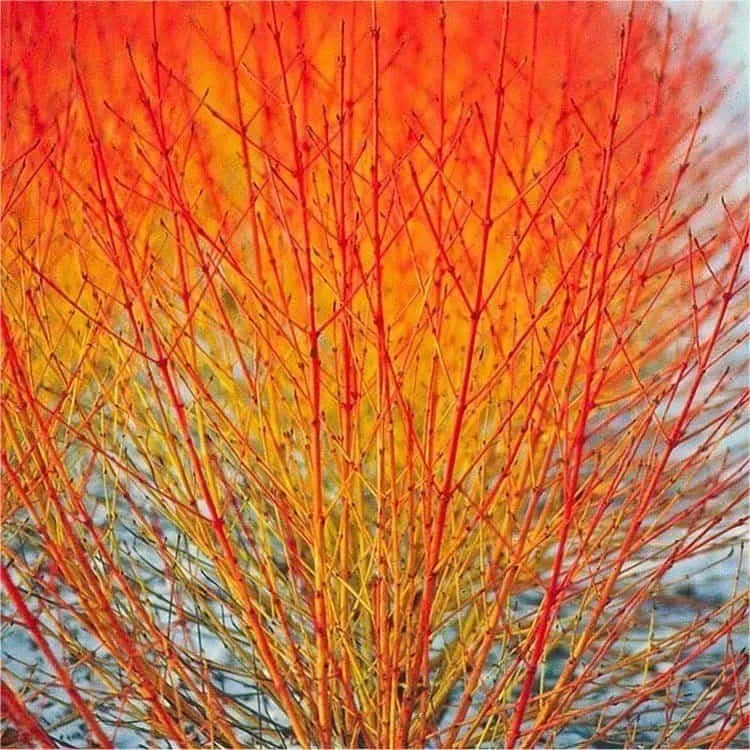 Veresgyűrűs Som 30-40cm „Cornus sanguinea Midwinter Fire”