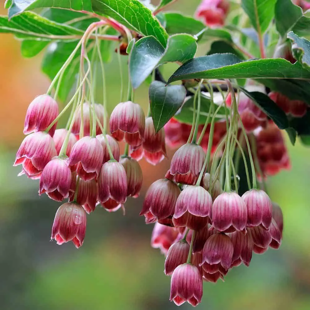 Csengőbojt 50cm „Enkianthus campanulatus Pagoda” (cserepes virágzó dísznövény)