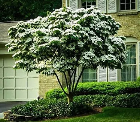Kínai csillagsom 40-60cm „Cornus Kousa Chinensis”