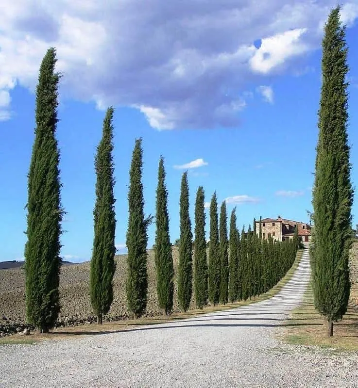 Olasz Ciprus 80cm „Cupressus sempervirens Totem”