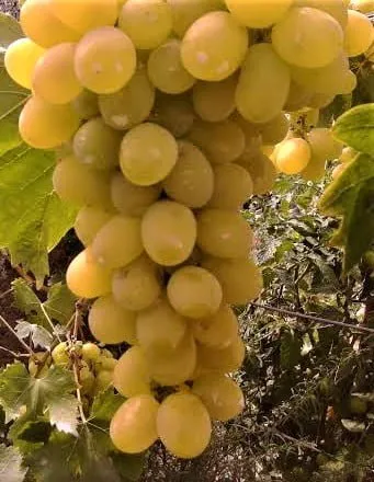 Csemegeszőlő „Éva” 30-50cm