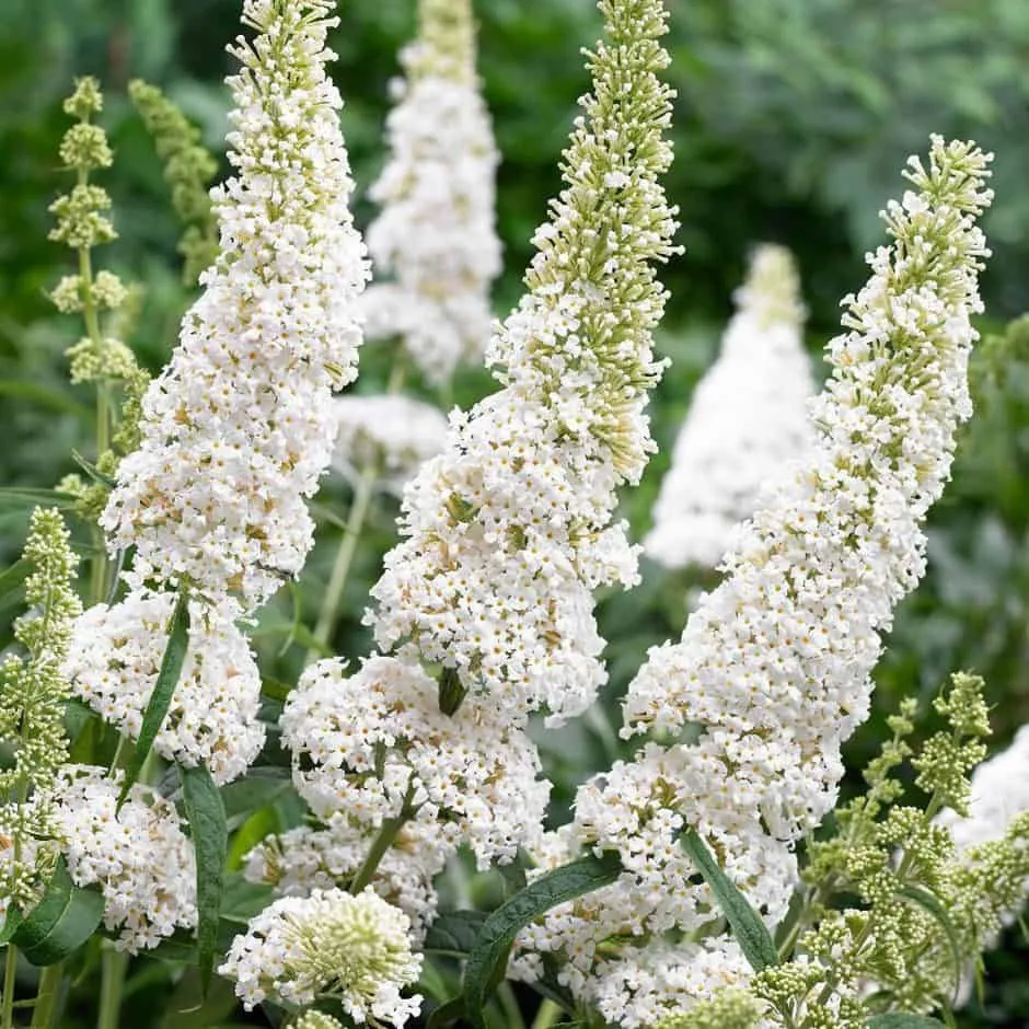 Nyári Orgona „White Profusion” FEHÉR 30-40cm „Buddleia davidii”