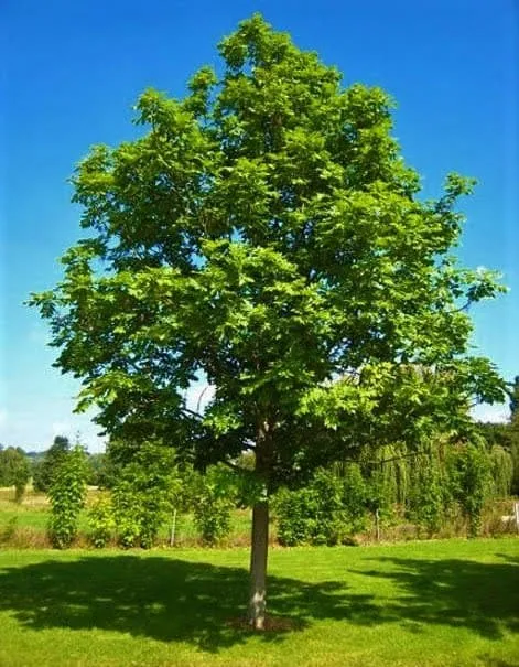 Magas Kőris „Altena” 220cm „Fraxinus excelsior”
