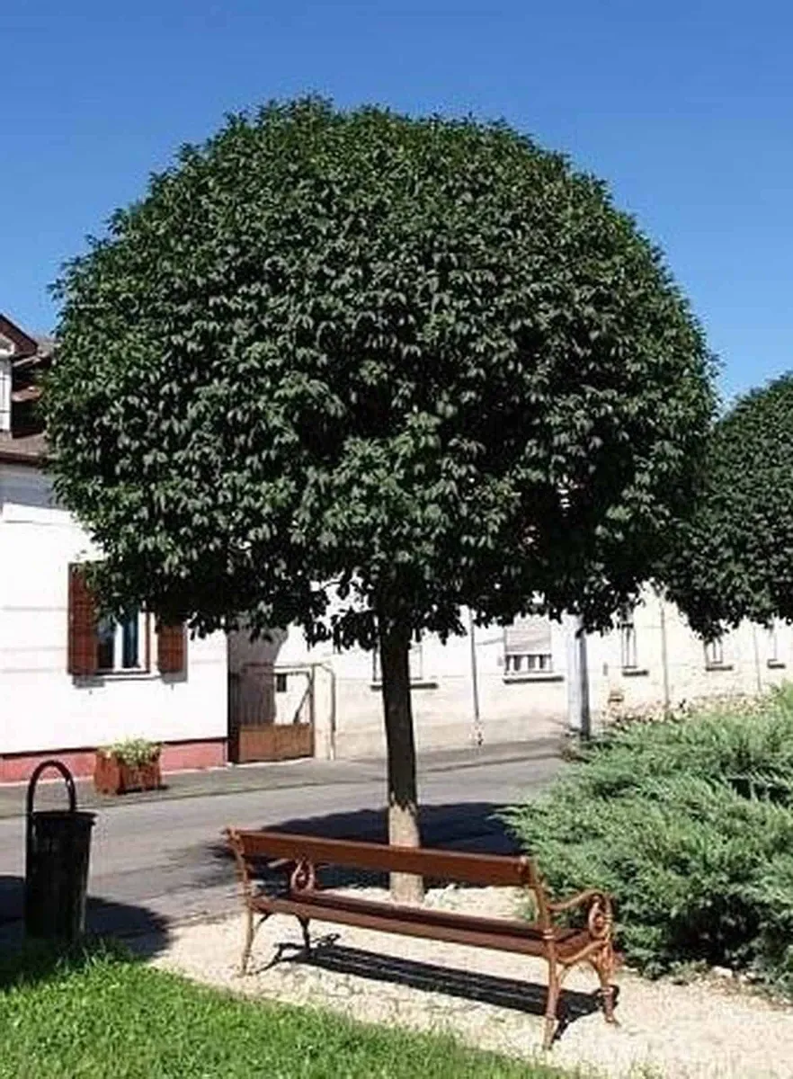 Gömbkőris 250cm „Fraxinus ornus Mecsek” (Földlabdás)
