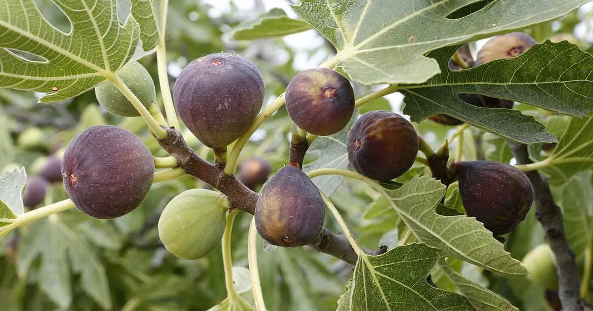 Füge „Early Violet” 100 cm „Ficus carica”