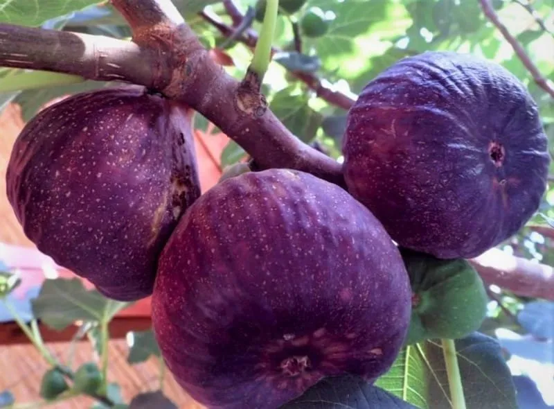 Füge „Györöki lapos” 100cm „Ficus carica”