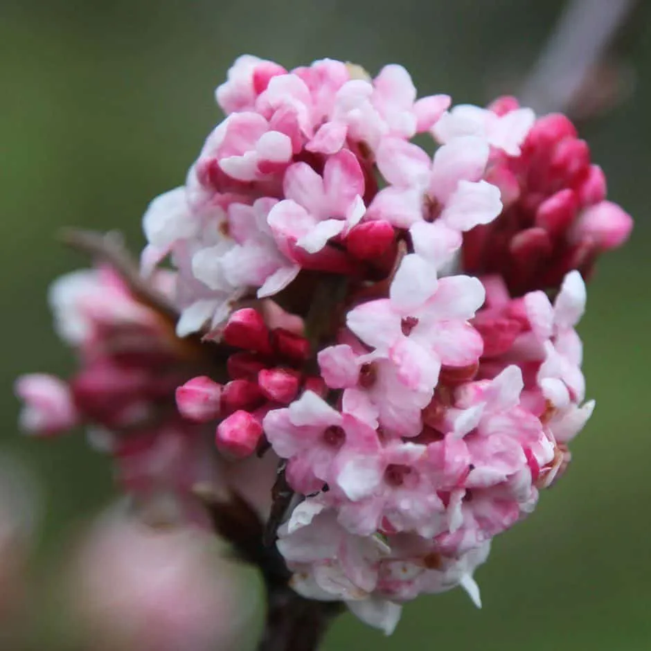 Korai Bangita 60cm „Viburnum farreri December Dwarf”