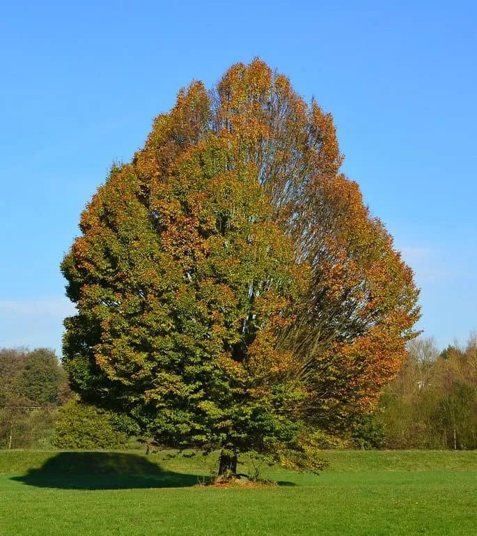 Közönséges Gyertyán 150 cm „Carpinus betulus”